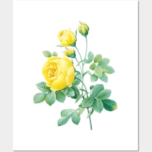 Yellow Rose Flower Vintage Botanical Illustration Posters and Art